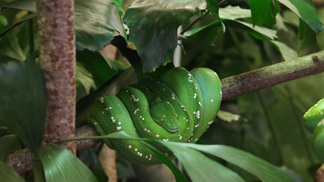 green snake