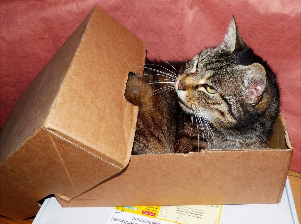 schrodinger's cat